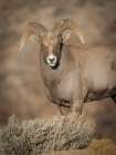 Young Rocky Mountain bighorn ram during the rut along the Rio Grande River Canyon, New Mexico Art Print